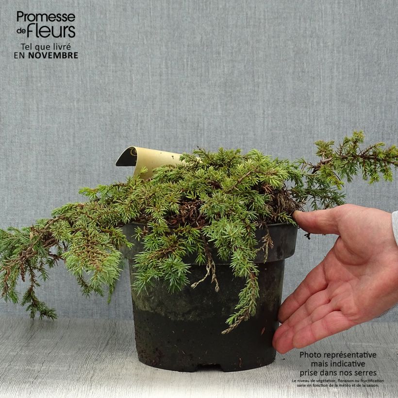 Ejemplar de Juniperus communis Green Carpet - Enebro común Maceta 2L/3L entregado en otoño