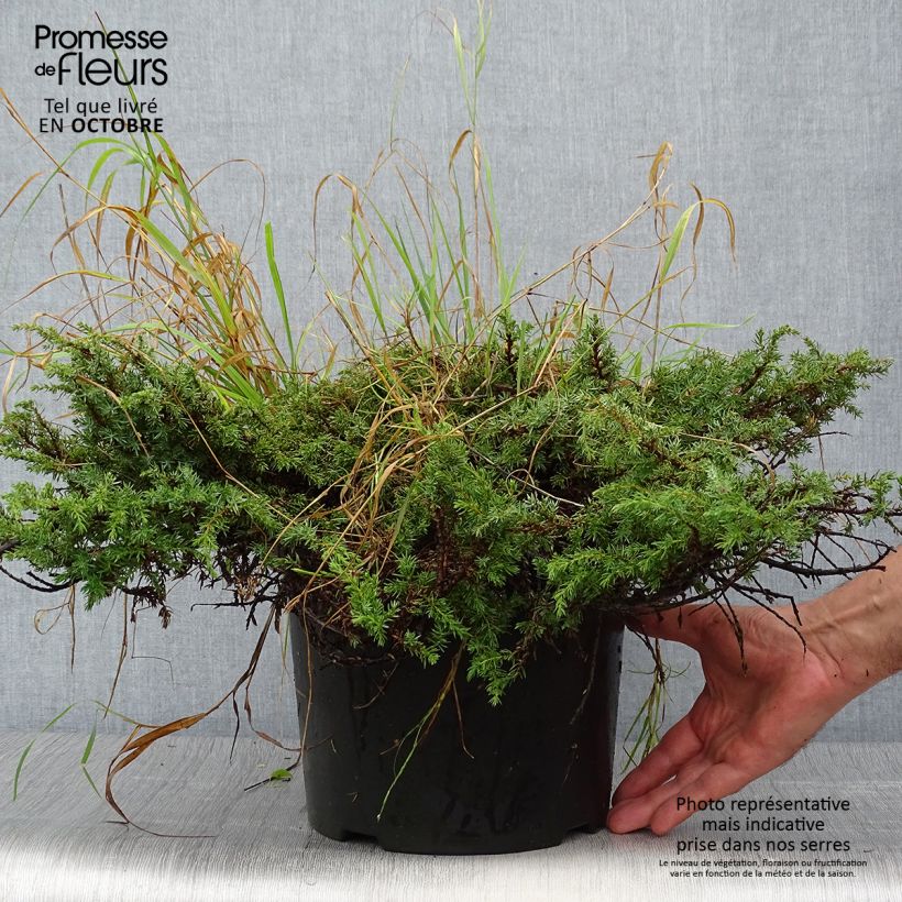 Ejemplar de Juniperus communis Green Carpet - Enebro común Maceta 7,5L/10L entregado en otoño