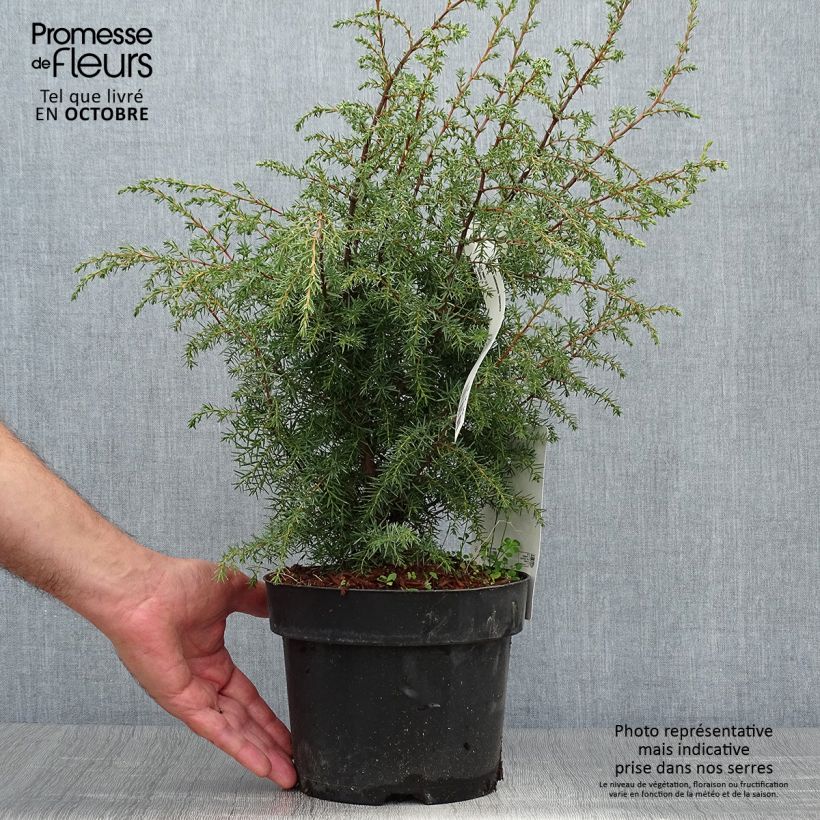 Ejemplar de Juniperus communis Hibernica - Enebro común Maceta 2L/3L entregado en otoño