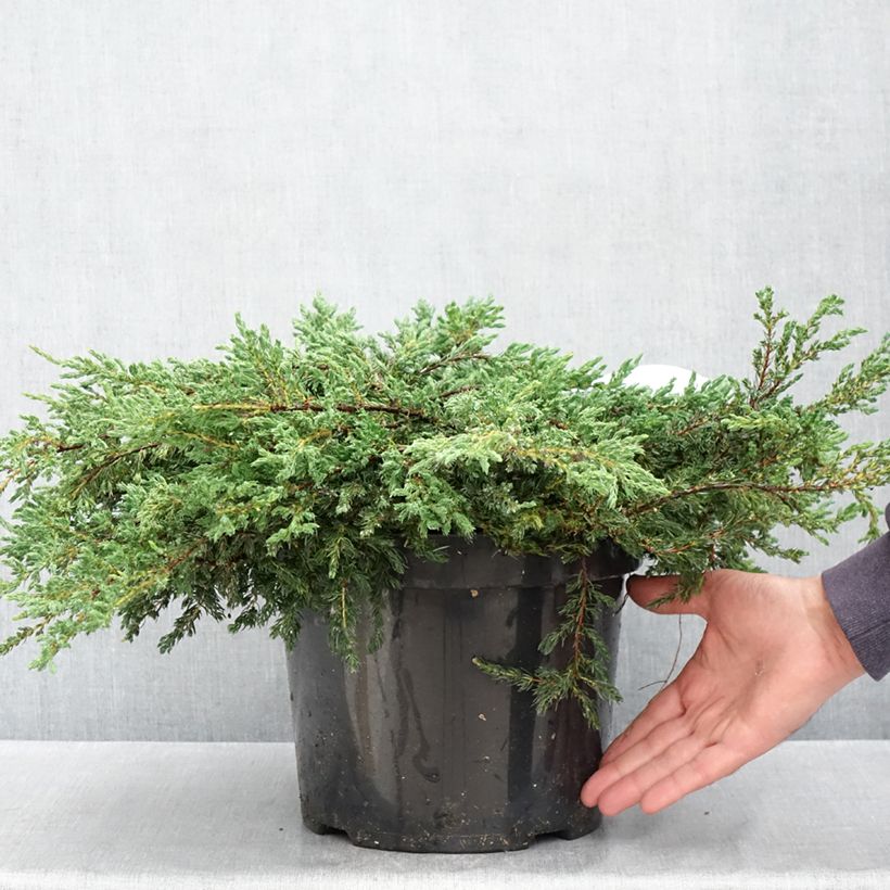 Juniperus communis Repanda - Enebro común Maceta 7,5L/10LAltura de entrega aprox. 40/50cm Ejemplar entregado en la primavera
