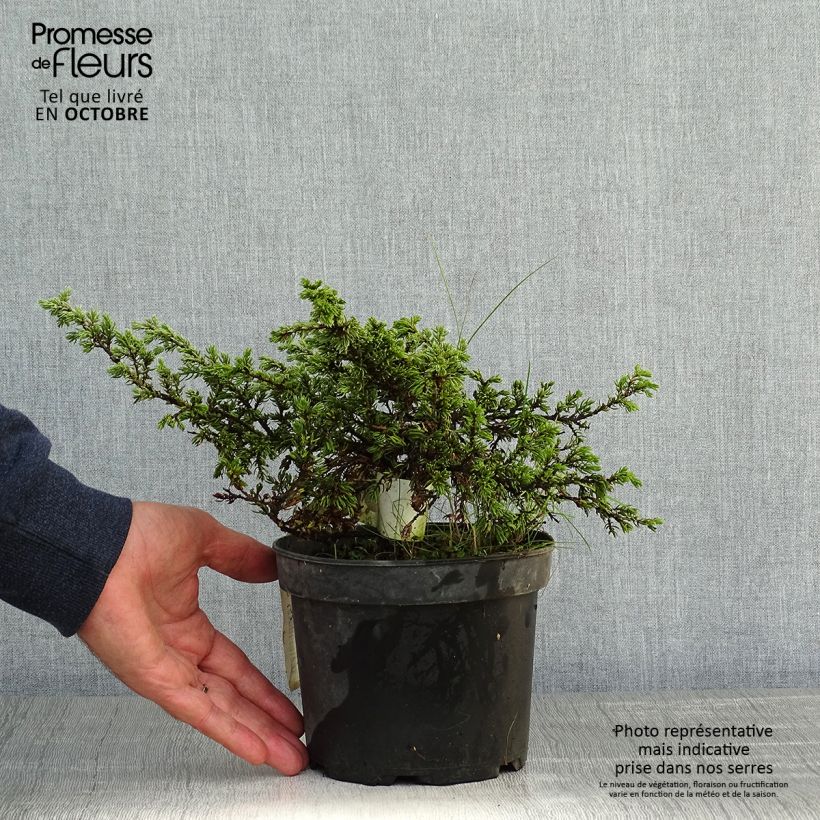 Ejemplar de Juniperus communis Repanda - Enebro común Maceta 2L/3L entregado en otoño