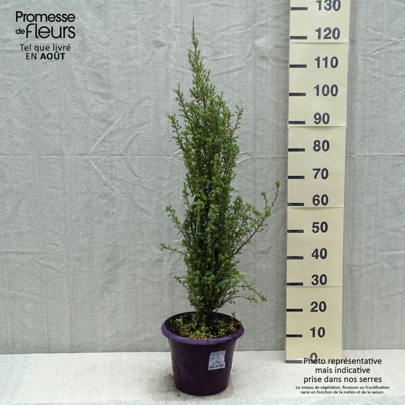 Ejemplar de Juniperus communis Sentinel - Enebro común Maceta 7,5L/10LAltura de entrega aprox. 60/70cm entregado en verano