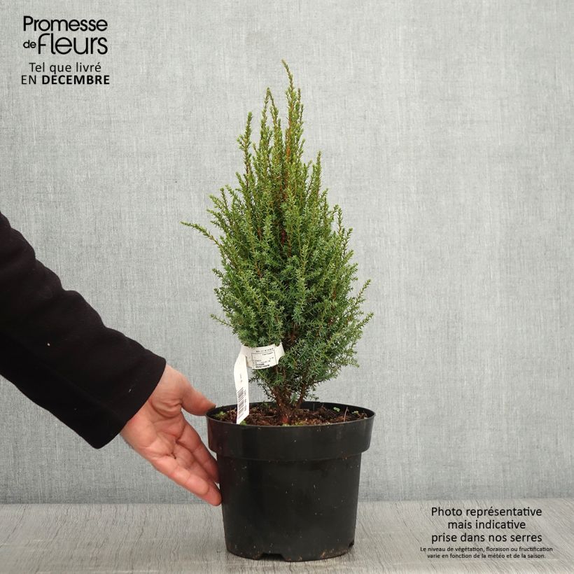 Ejemplar de Juniperus communis Compressa - Enebro común Maceta 2L/3L entregado en otoño