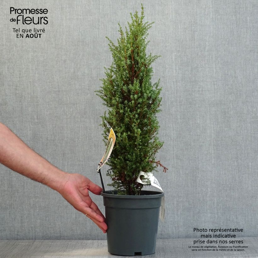Ejemplar de Juniperus communis Compressa - Enebro común Maceta 2L/3LAltura de entrega aprox. 30/40cm entregado en verano