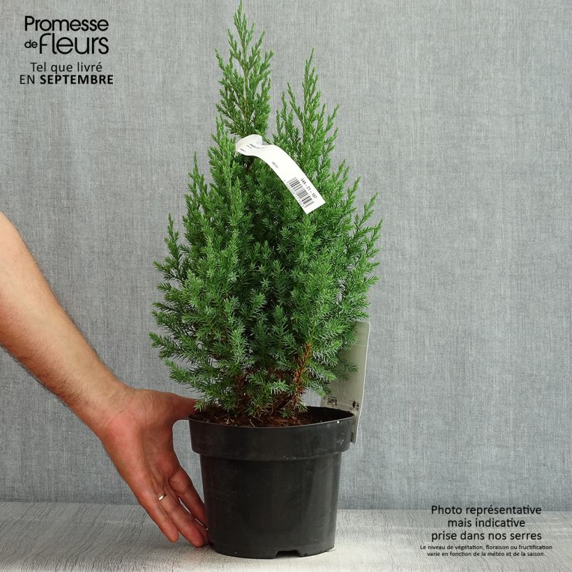 Ejemplar de Juniperus chinensis Stricta - Enebro de la China Maceta 2L/3LAltura de entrega aprox. 40/50cm entregado en verano