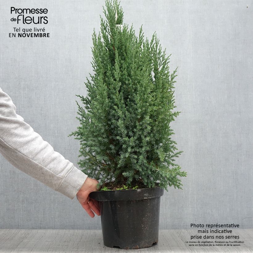 Ejemplar de Juniperus chinensis Stricta - Enebro de la China Maceta 7,5L/10L entregado en otoño