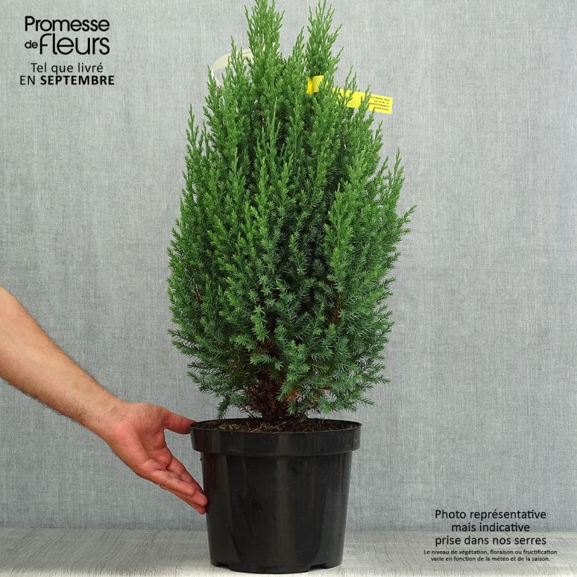 Ejemplar de Juniperus chinensis Stricta - Enebro de la China Maceta 7,5L/10LAltura de entrega aprox. 40/60cm entregado en verano