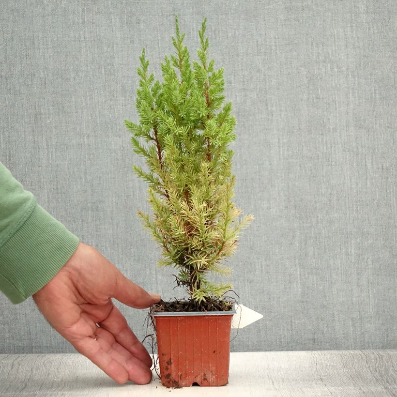 Ejemplar de Juniperus chinensis Stricta - Enebro de la China Maceta de 8/9 cm entregado en verano