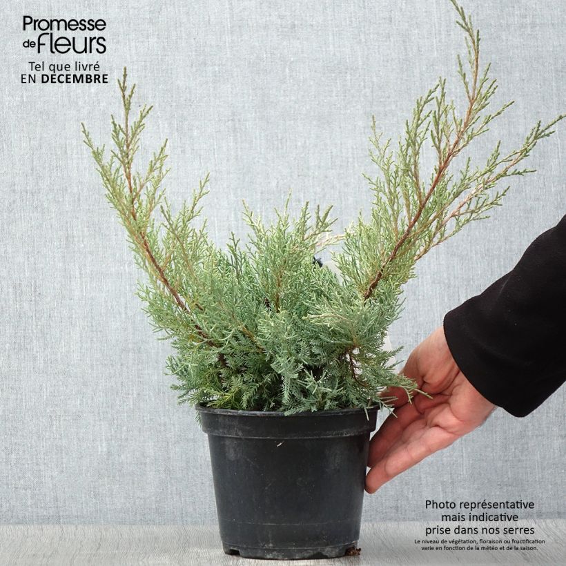 Ejemplar de Juniperus pfitzeriana Glauca - Enebro híbrido Maceta 2L/3L entregado en otoño