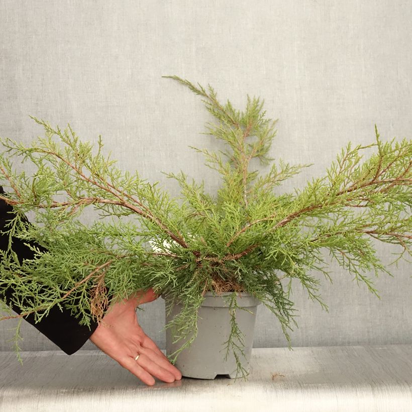 Ejemplar de Juniperus media Pfitzeriana - Enebro híbrido Maceta 2L/3L entregado en otoño