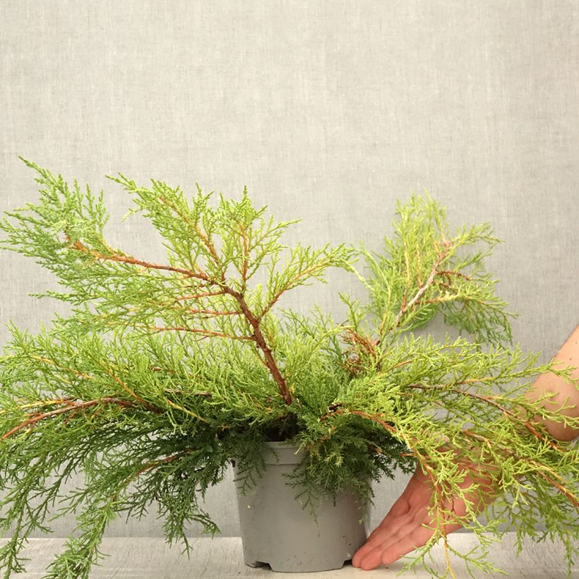 Ejemplar de Juniperus media Pfitzeriana - Enebro híbrido Maceta 2L/3LAltura de entrega aprox. 30/40cm entregado en verano