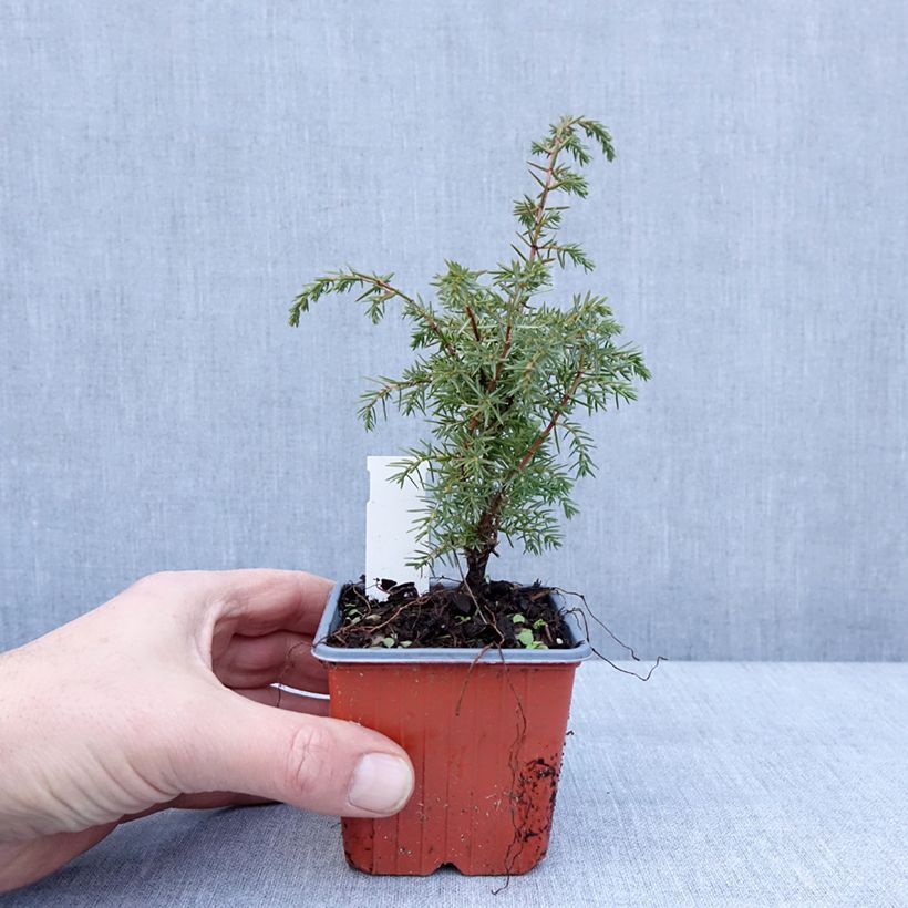 Juniperus communis Suecica - Enebro común Maceta de 8/9 cm Ejemplar entregado en invierno