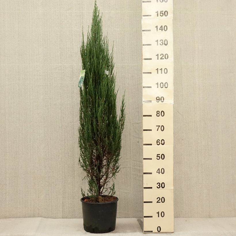 Ejemplar de Juniperus scopulorum Blue Arrow - Enebro de las Rocallosas Maceta 6L/7L entregado en otoño