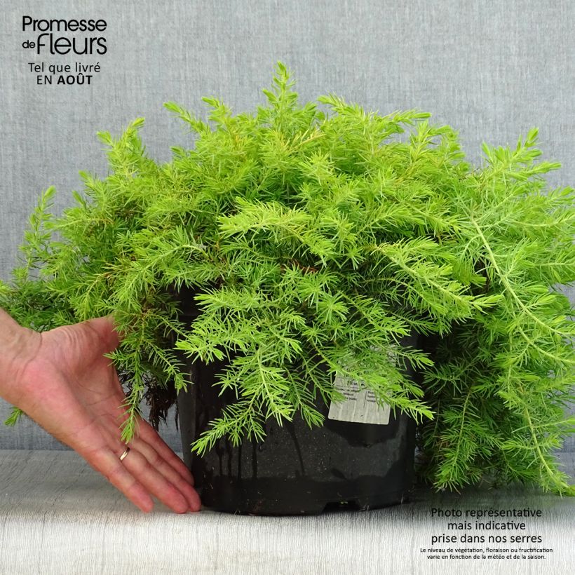 Ejemplar de Juniperus conferta All Gold - Enebro Maceta 7,5L/10L entregado en verano