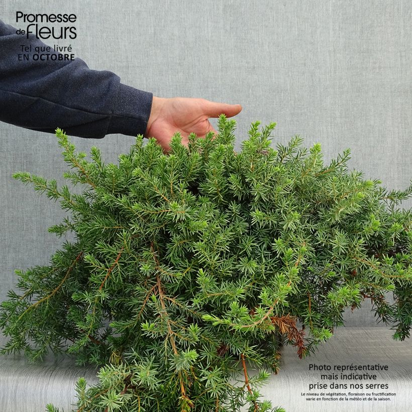Ejemplar de Juniperus conferta Blue Pacific - Enebro Maceta 7,5L/10L entregado en otoño