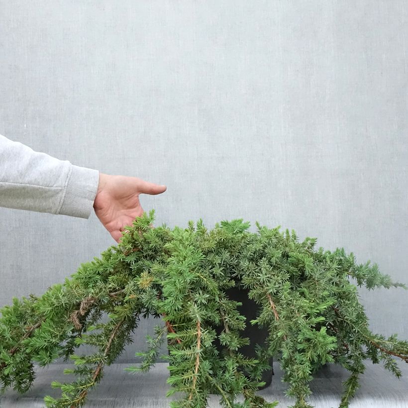 Ejemplar de Juniperus conferta Blue Pacific - Enebro Maceta 7,5L/10LAltura de entrega aprox. 50/60cm entregado en verano