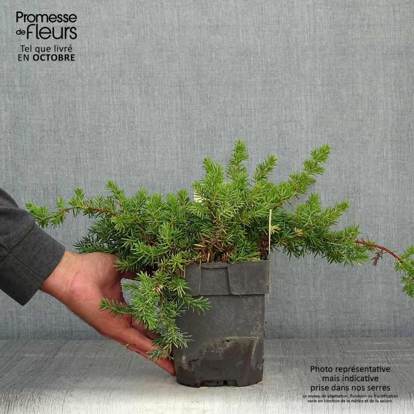 Ejemplar de Juniperus conferta Blue Pacific - Enebro Maceta 2L/3L entregado en otoño