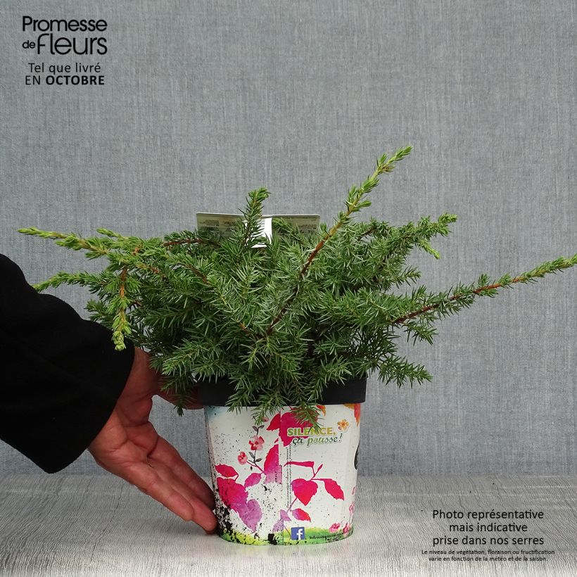 Ejemplar de Juniperus conferta Schlager - Enebro Maceta 2L/3L entregado en otoño