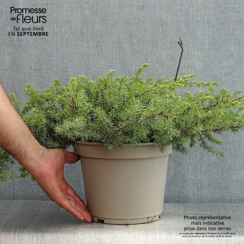 Ejemplar de Juniperus conferta Schlager - Enebro Maceta 4L/5LAltura de entrega aprox. 10/20cm entregado en verano