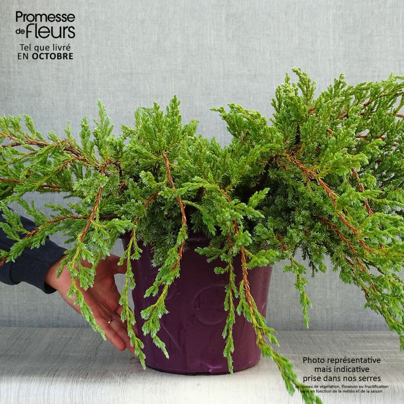 Ejemplar de Juniperus squamata Blue Carpet - Enebro escamoso Maceta 4L/5L entregado en otoño