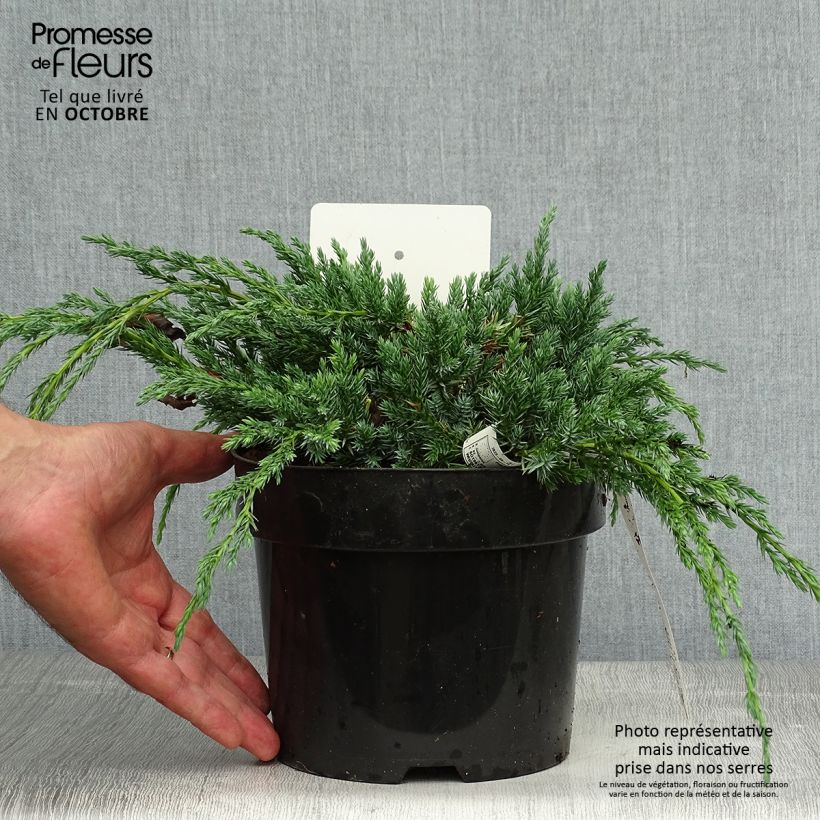 Ejemplar de Juniperus squamata Blue Carpet - Enebro escamoso Maceta 2L/3L entregado en otoño