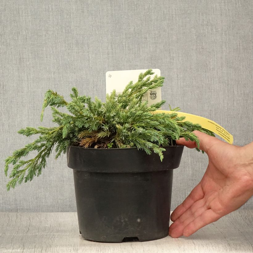 Ejemplar de Juniperus squamata Blue Spider - Enebro escamoso Maceta 2L/3LAltura de entrega aprox. 25/30cm entregado en verano