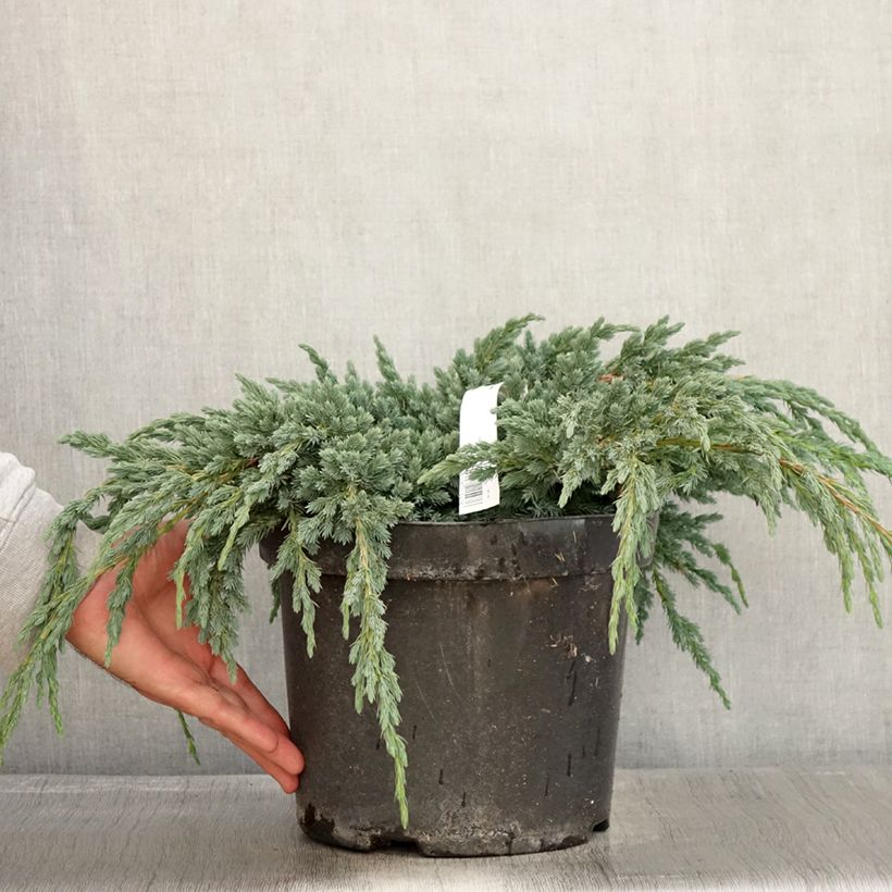 Ejemplar de Juniperus squamata Blue Spider - Enebro escamoso Maceta 7,5L/10L entregado en otoño