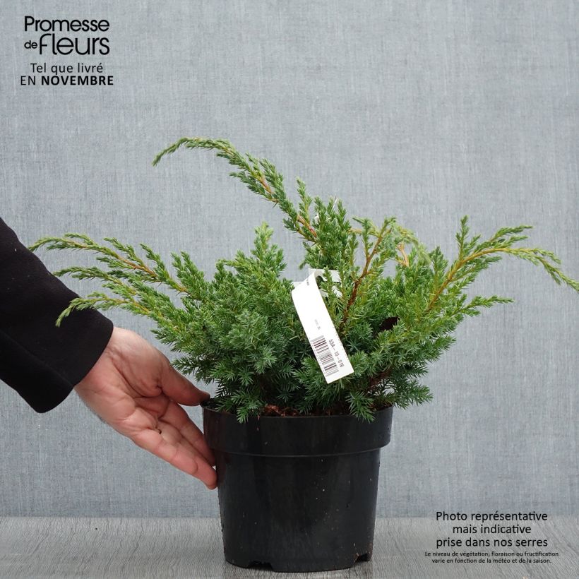 Ejemplar de Juniperus squamata Blue Swede - Enebro escamoso Maceta 2L/3L entregado en otoño