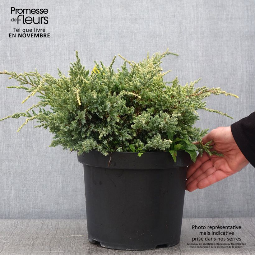 Ejemplar de Juniperus squamata Dream Joy - Enebro escamoso Maceta 7,5L/10L entregado en otoño