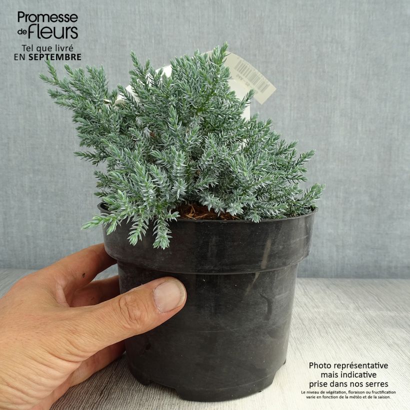 Ejemplar de Juniperus squamata Tropical Blue - Enebro escamoso Maceta 2L/3LAltura de entrega aprox. 20/25cm entregado en verano