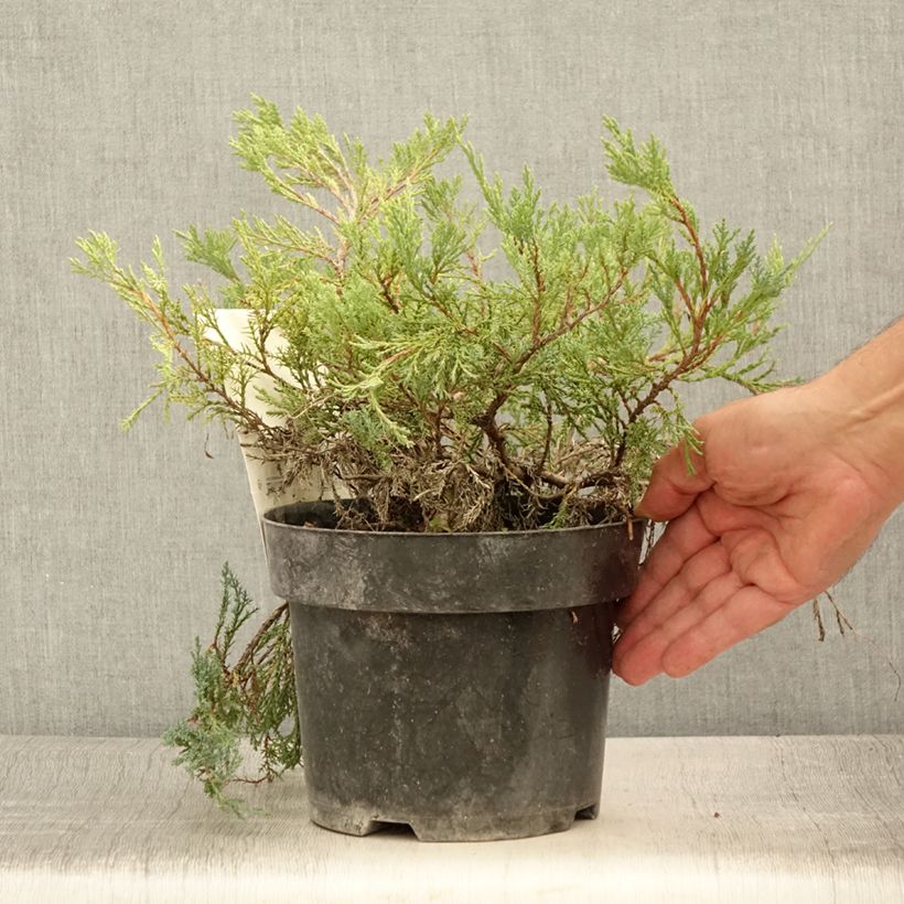 Ejemplar de Juniperus horizontalis Agnieszka - Enebro rastrero Maceta 2L/3L entregado en verano