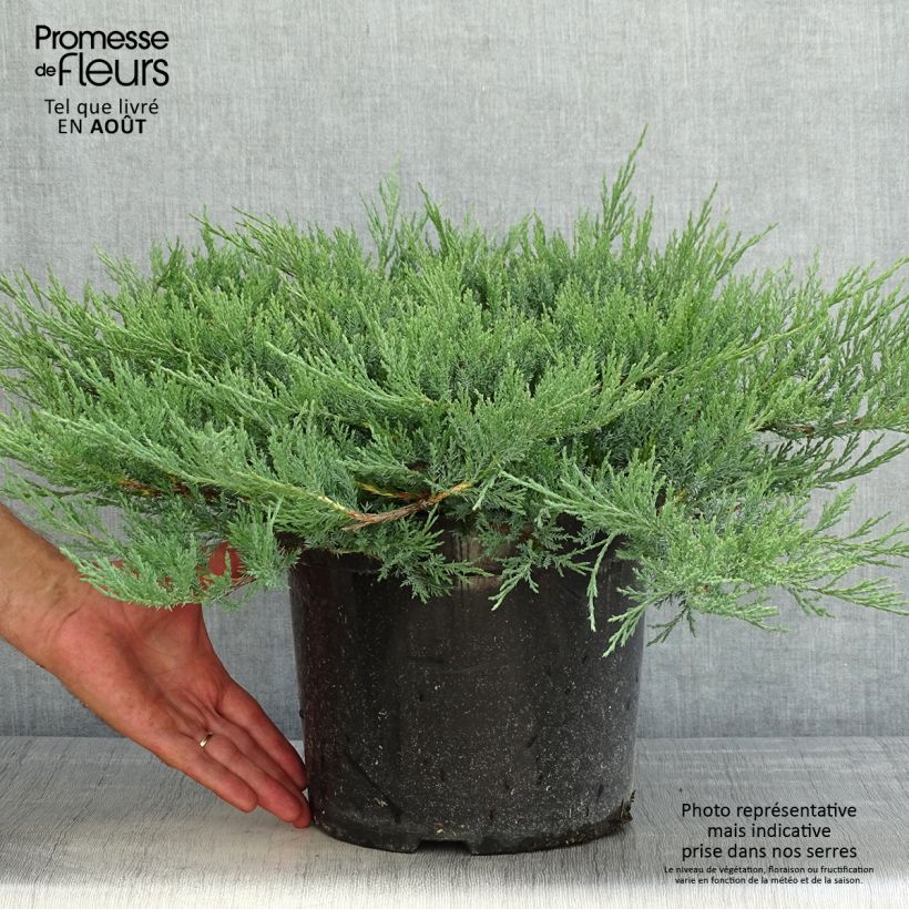 Ejemplar de Juniperus horizontalis Agnieszka - Enebro rastrero Maceta 7,5L/10L entregado en verano