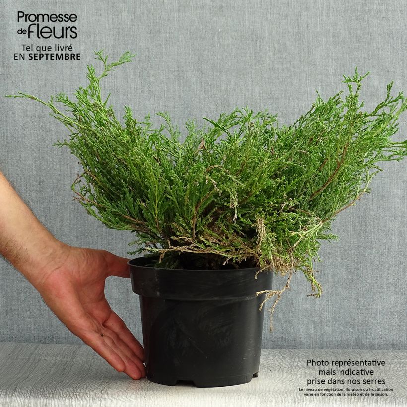 Ejemplar de Juniperus horizontalis Andorra Compact - Enebro rastrero Maceta 2L/3LAltura de entrega aprox. 30/40cm entregado en verano