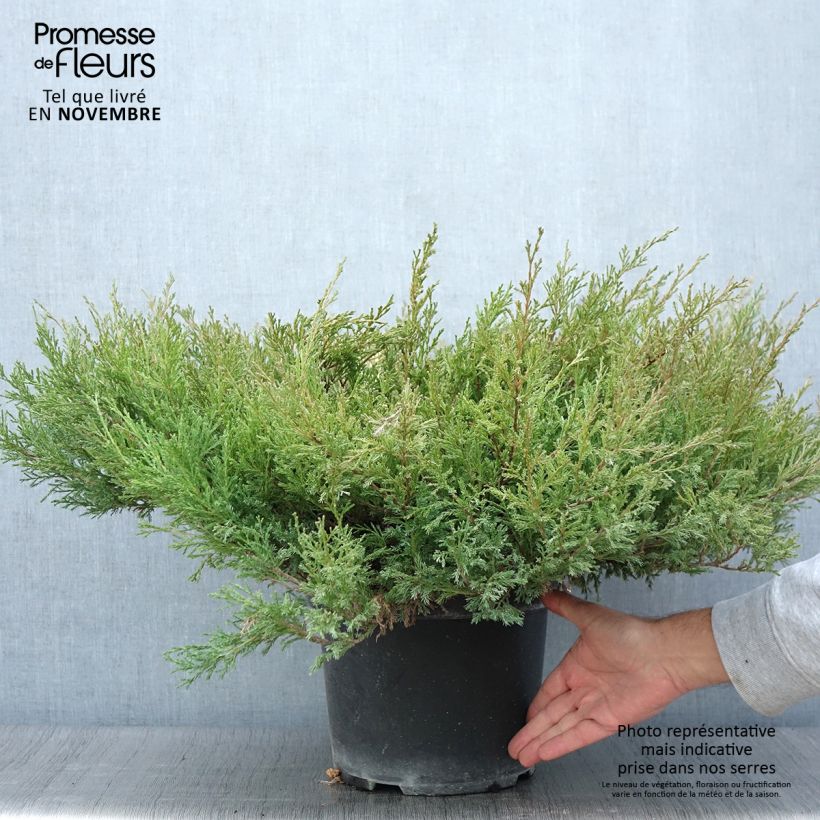Ejemplar de Juniperus horizontalis Andorra Compact - Enebro rastrero Maceta 7,5L/10L entregado en otoño
