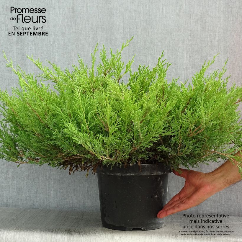 Ejemplar de Juniperus horizontalis Andorra Compact - Enebro rastrero Maceta 7,5L/10LAltura de entrega aprox. 40/50cm entregado en verano