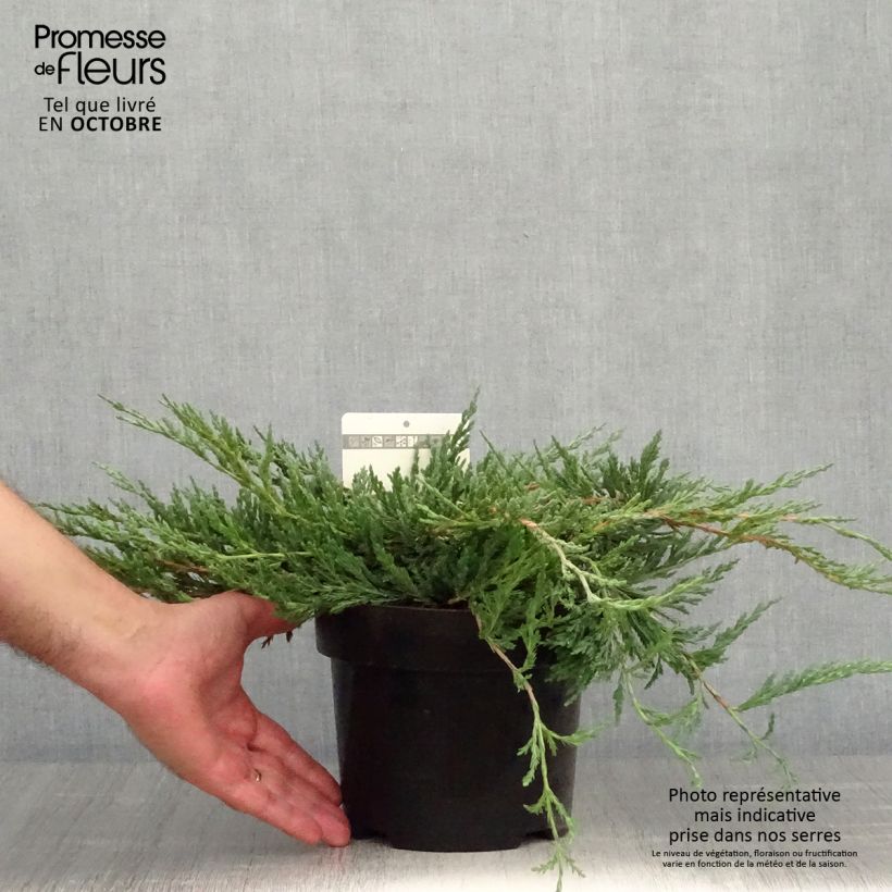 Ejemplar de Juniperus horizontalis Jade River - Enebro rastrero Maceta 2L/3L entregado en otoño