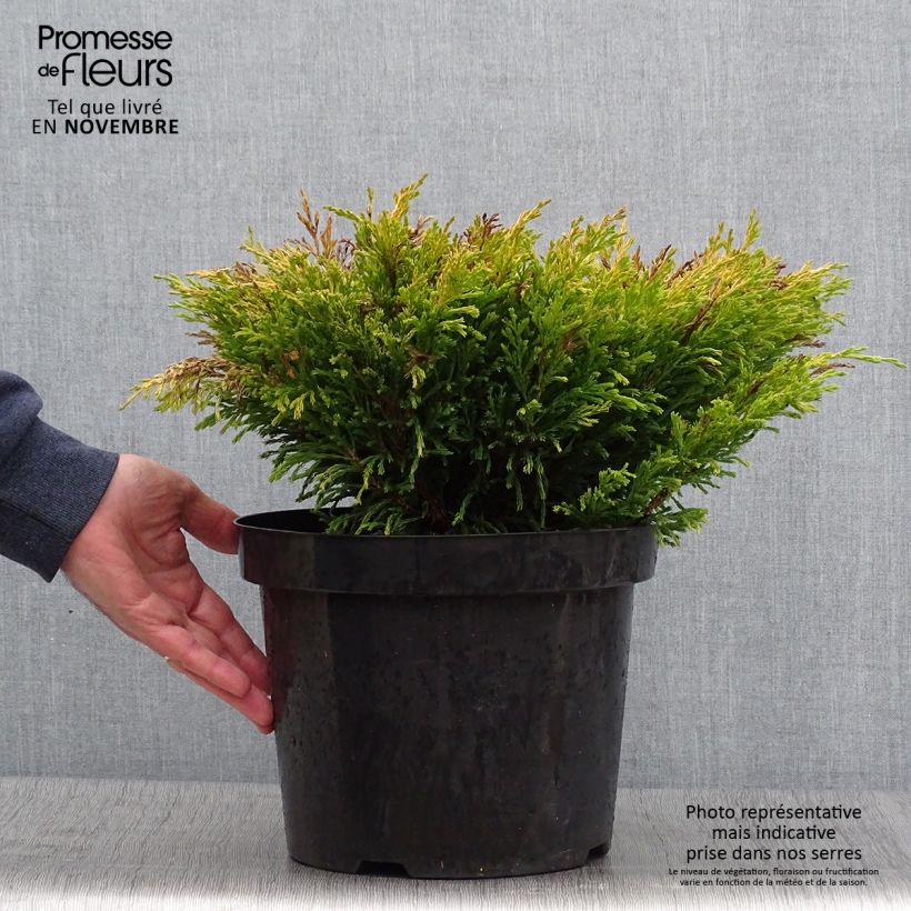 Ejemplar de Juniperus horizontalis Limeglow - Enebro rastrero Maceta 7,5L/10L entregado en otoño