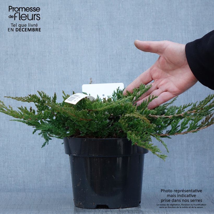 Ejemplar de Juniperus horizontalis Prince Of Wales - Enebro rastrero Maceta 2L/3L entregado en otoño