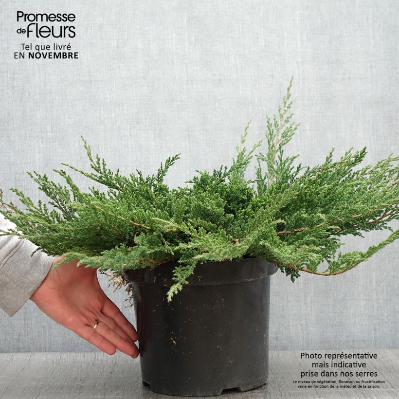 Ejemplar de Juniperus horizontalis Prince Of Wales - Enebro rastrero Maceta 7,5L/10L entregado en otoño