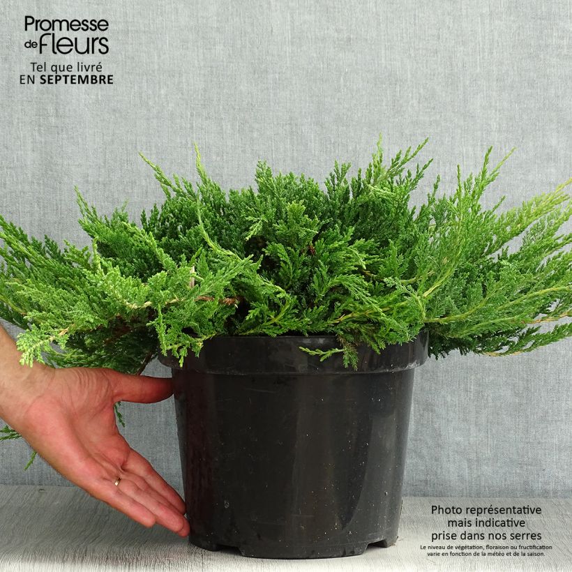 Ejemplar de Juniperus horizontalis Prince Of Wales - Enebro rastrero Maceta 7,5L/10LAltura de entrega aprox. 40/50cm entregado en verano
