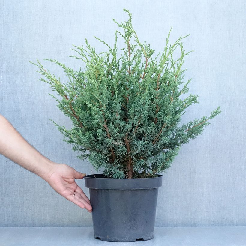 Ejemplar de Juniperus chinensis Blaauw - Enebro de la China Maceta 7,5L/10L entregado en verano