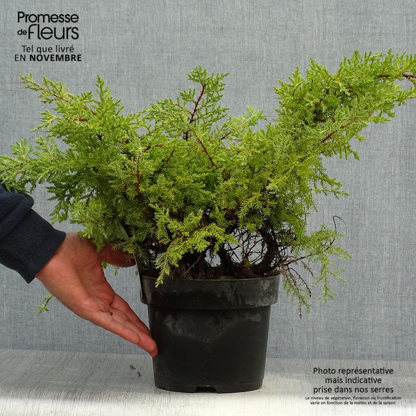 Ejemplar de Juniperus pfitzeriana Goldkissen - Enebro híbrido Maceta 2L/3L entregado en otoño