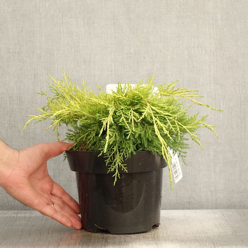 Ejemplar de Juniperus pfitzeriana King of Spring - Enebro híbrido Maceta 2L/3L entregado en otoño