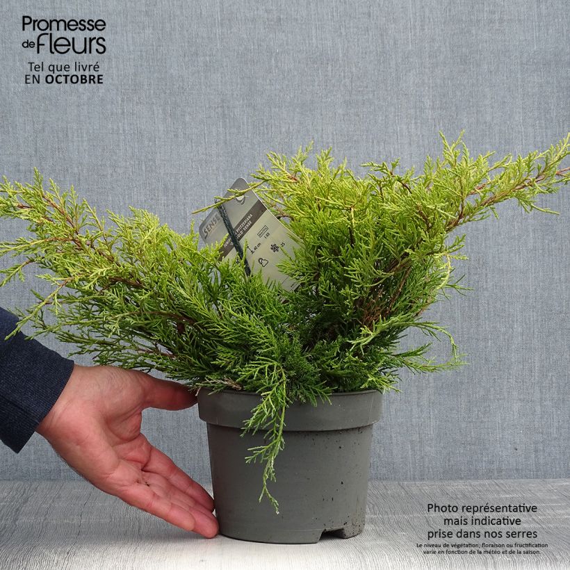 Ejemplar de Juniperus pfitzeriana Old Gold - Enebro híbrido Maceta 2L/3L entregado en otoño