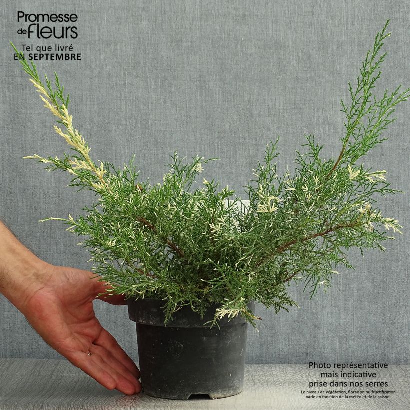 Ejemplar de Juniperus pfitzeriana White Splash - Enebro híbrido Maceta 2L/3LAltura de entrega aprox. 25/30cm entregado en verano