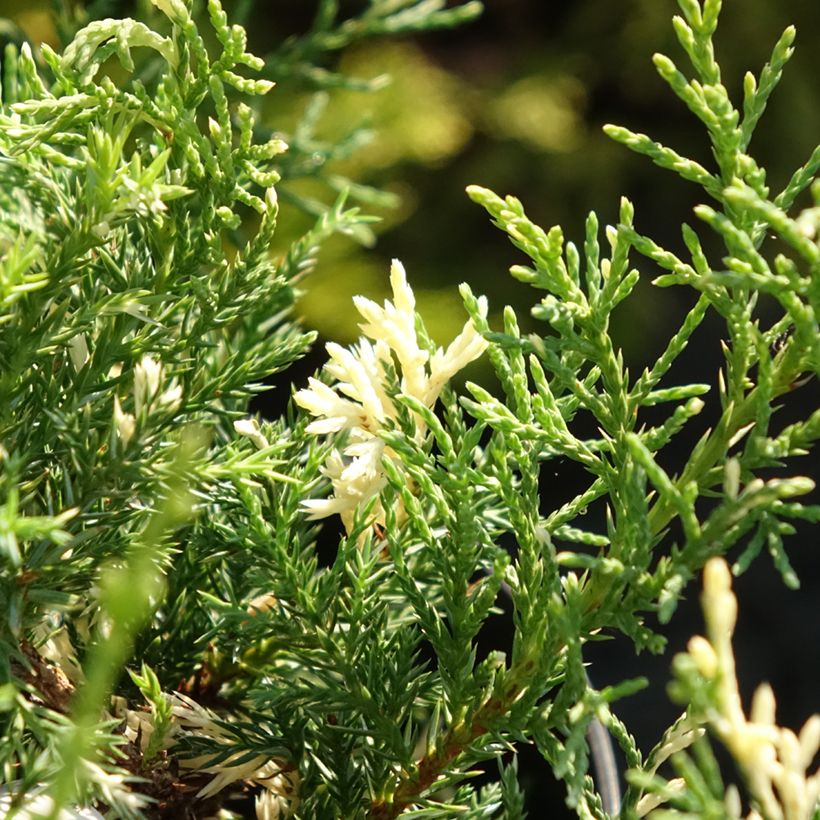 Juniperus pfitzeriana White Splash - Enebro híbrido (Follaje)