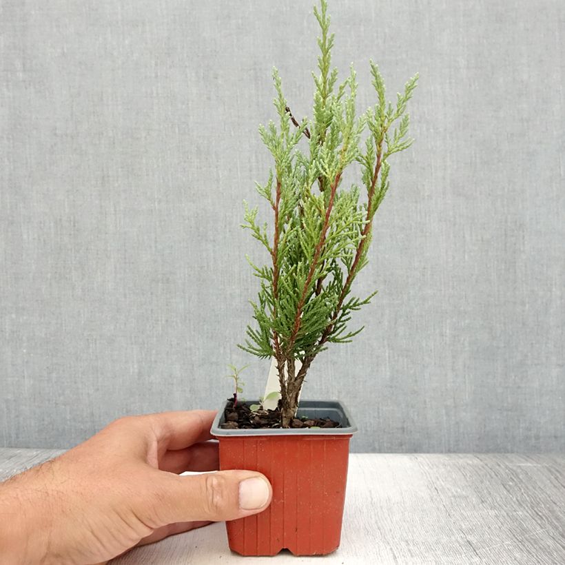 Ejemplar de Juniperus scopulorum Moonglow - Enebro de las Rocallosas Maceta de 8/9 cm entregado en verano