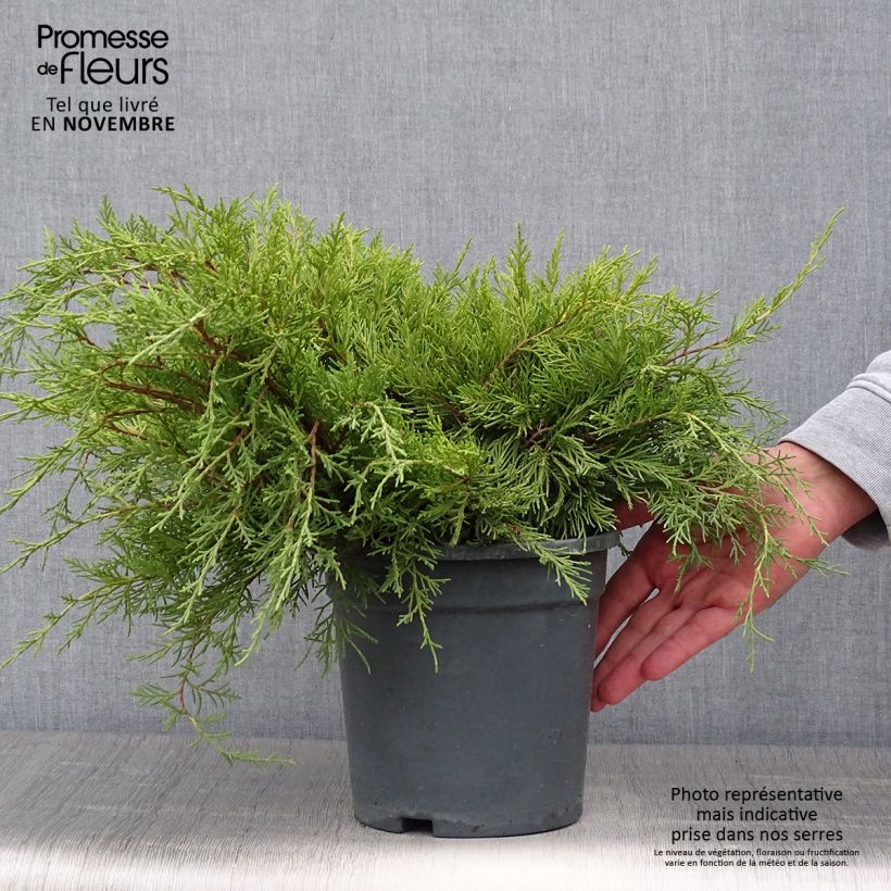 Ejemplar de Juniperus pfitzeriana Gold Coast - Enebro híbrido Maceta 2L/3L entregado en otoño