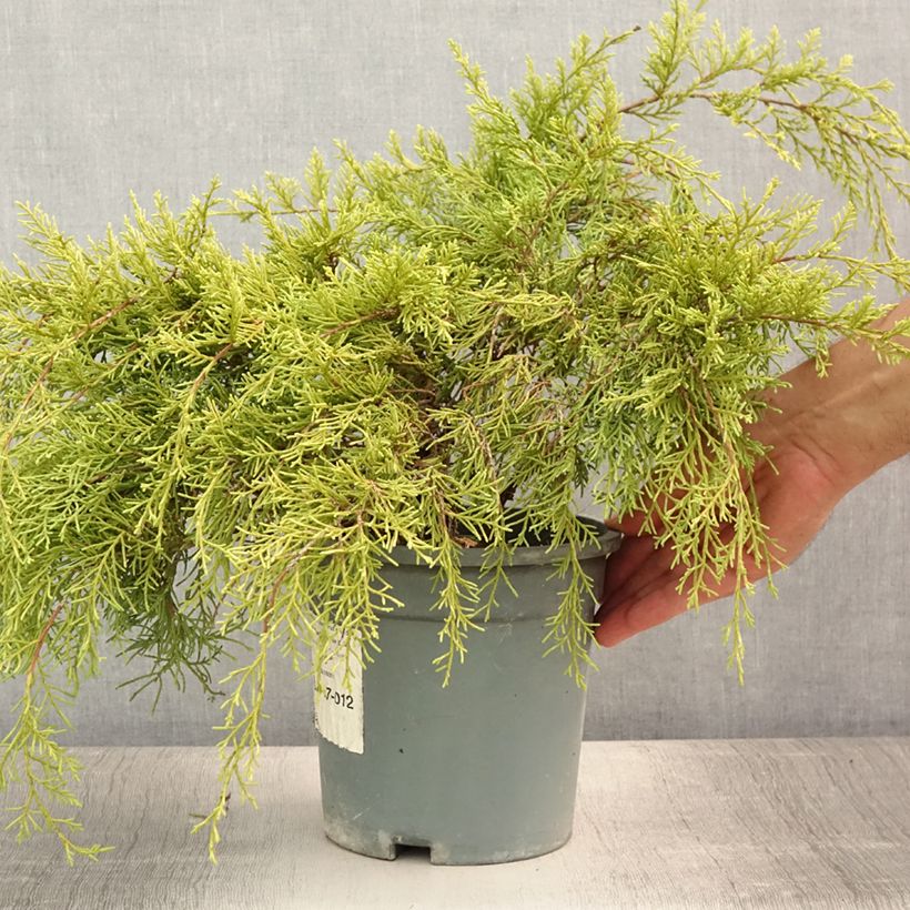 Ejemplar de Juniperus pfitzeriana Gold Coast - Enebro híbrido Maceta 2L/3LAltura de entrega aprox. 25/30cm entregado en verano
