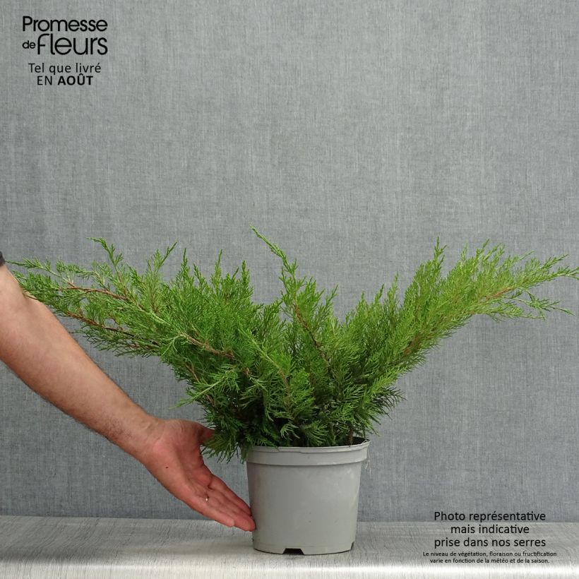 Ejemplar de Juniperus media Mint Julep - Enebro híbrido Maceta 2L/3LAltura de entrega aprox. 25/30cm entregado en verano